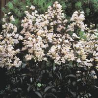 Penstemon digitalis Husker Red