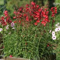 Penstemon Firebird
