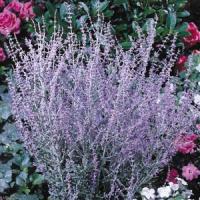 Perovskia atriplicifolia Little Spire