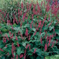 Persicaria amplexicaulis Firetail