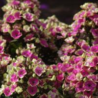 Phlox paniculata Aureole
