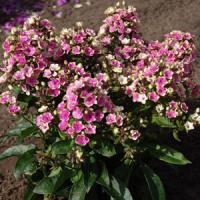Phlox paniculata Aureole