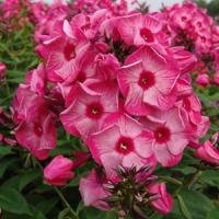 Phlox paniculata Ferris Wheel