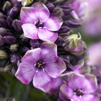Phlox paniculata Mystique Black