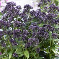 Phlox paniculata Mystique Black