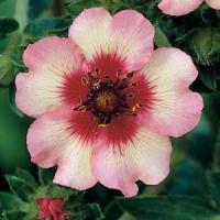 Potentilla Light My Fire
