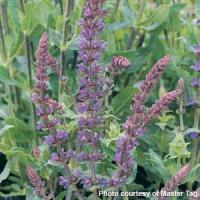Salvia superba Blue Queen