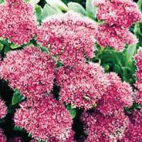 Sedum Neon