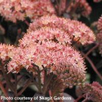 Sedum Purple Emperor