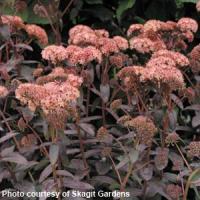 Sedum Purple Emperor