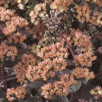 Sedum Yellow Xenox