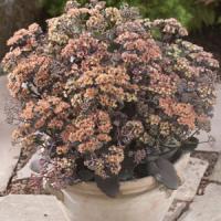Sedum Yellow Xenox