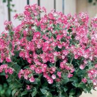 Silene Rolly's Favorite