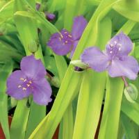 Tradescantia andersoniana Sweet Kate