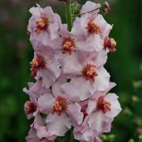 Verbascum Apricot Pixie