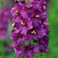 Verbascum Blue Pixie
