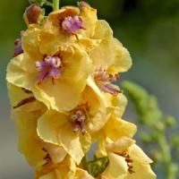 Verbascum Clementine