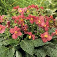 Verbascum Flower of Scotland