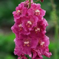 Verbascum Pink Pixie