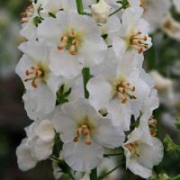 Verbascum White Pixie