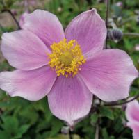 Anemone hupehensis Pink Saucer