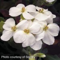Arabis caucasica Snowfix