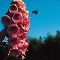 Digitalis mertonensis Summer King