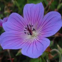 Geranium wallichianum Rainbow