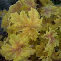 Heuchera Tara