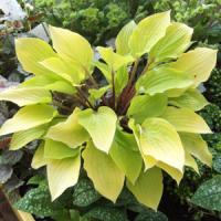 Hosta Fire Island