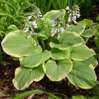 Hosta Fragrant Bouquet