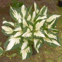 Hosta Loyalist