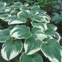 Hosta Robert Frost
