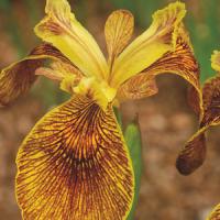 Iris pseudacorus x Berlin Tiger
