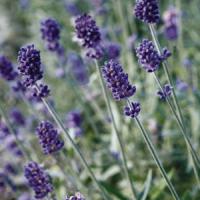 Lavandula angustifolia Vicenza Blue
