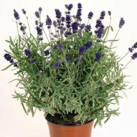 Lavandula angustifolia Vicenza Blue
