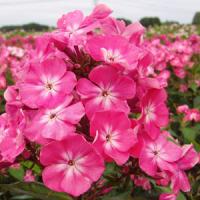 Phlox paniculata Watermelon Punch