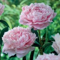 Paeonia lactiflora Pink Double