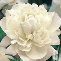 Paeonia lactiflora White Double