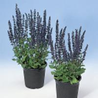 Salvia Select Blue