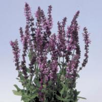 Salvia Select Rose