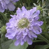 Scabiosa japonica Blue Diamonds