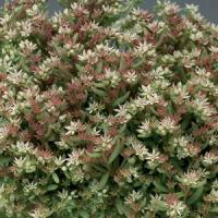 Sedum nevii Silver Frost