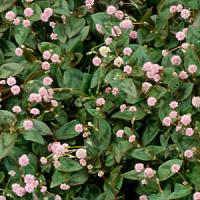 Pink Pinheads Polygonum