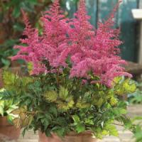 Astilbe chinensis Love And Pride