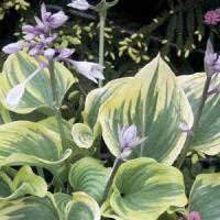 Hosta Magic Fire