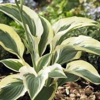 Hosta Regal Supreme
