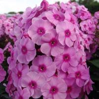 Phlox paniculata Fondant Fancy