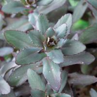 Sedum Pinky Grey