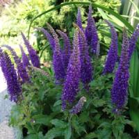 Veronica Total Eclipse